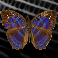 Visualisierung Schmetterling Cynandra opis mit 3D-gedruckten Farben
