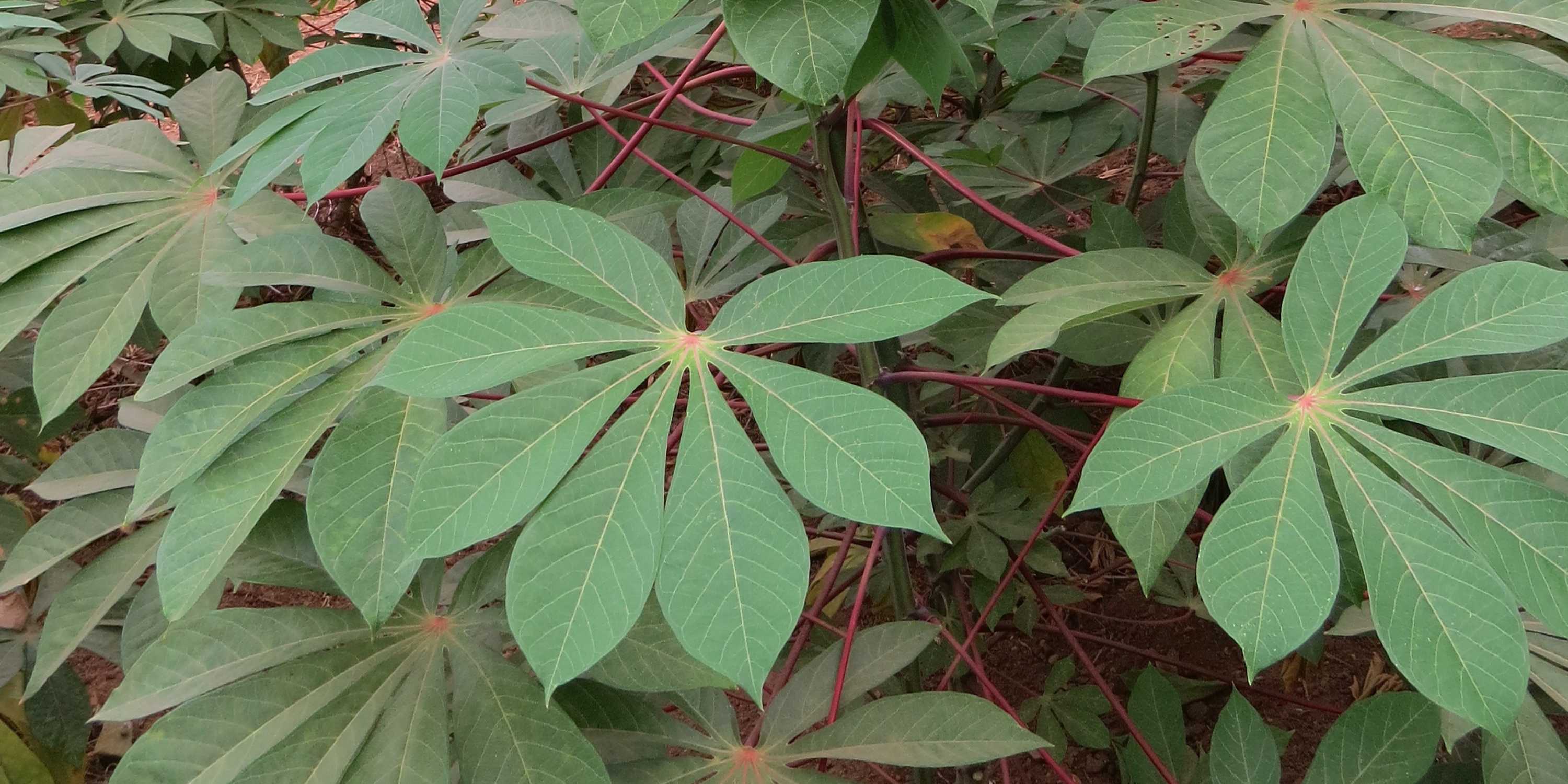 Grüne Cassava-Blätter einer gesunden Pflanze.