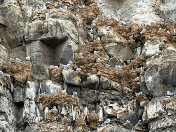 Vergrösserte Ansicht: Dreizehenmöwen in Steilklippe auf ihren Nestern sitzend