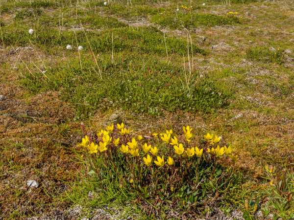Vergrösserte Ansicht: Gelbe Blumen in niedriger Tundravegetation