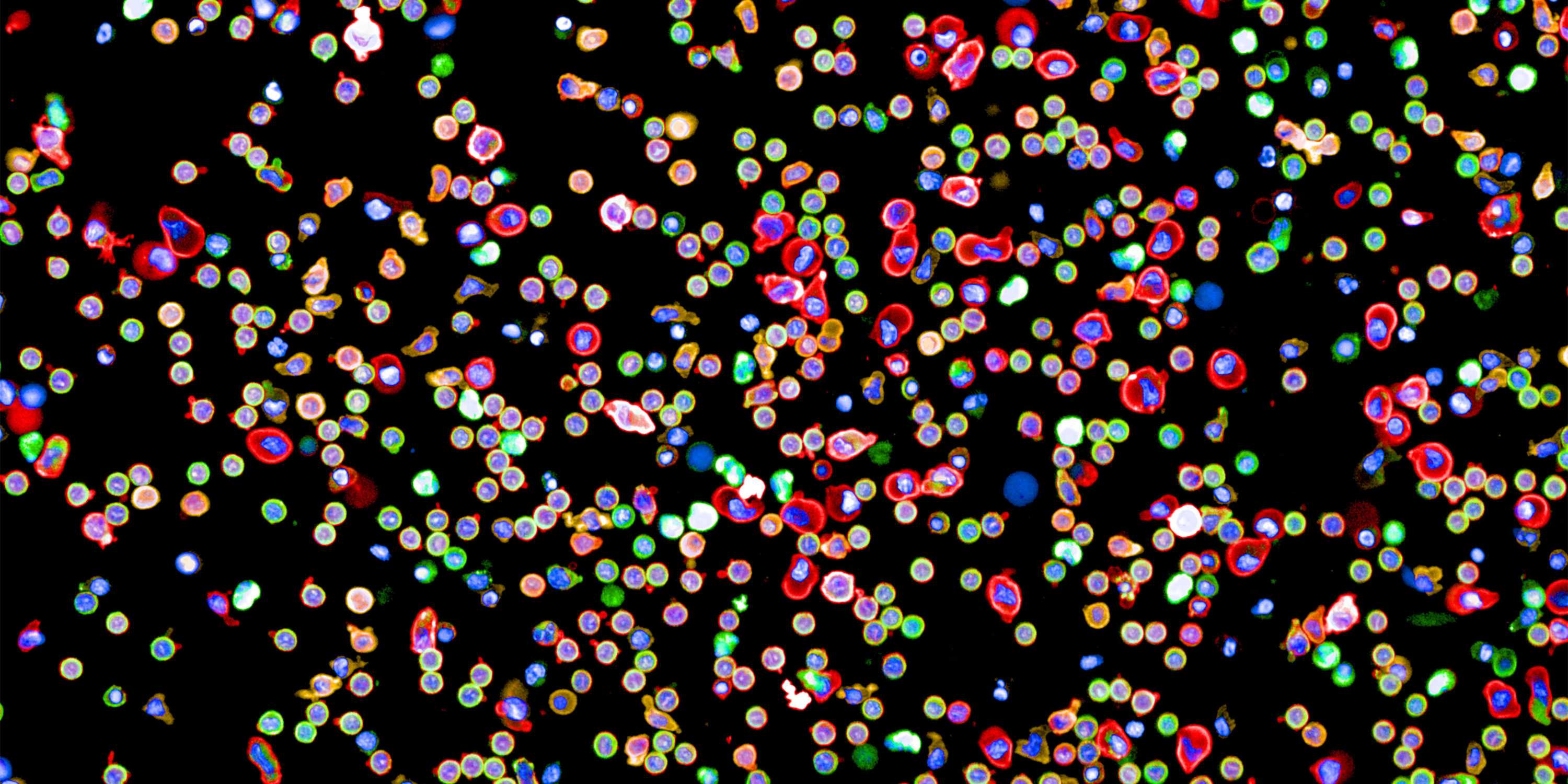  Immunzellen aus dem Blut eines Menschen, die in einem Durchgang mit einem neuartigen Immunfluoreszenz-​Verfahren angefärbt wurden. (Bild: Yannik Severin, Julien Mena, Berend Snijder / ETH Zürich)