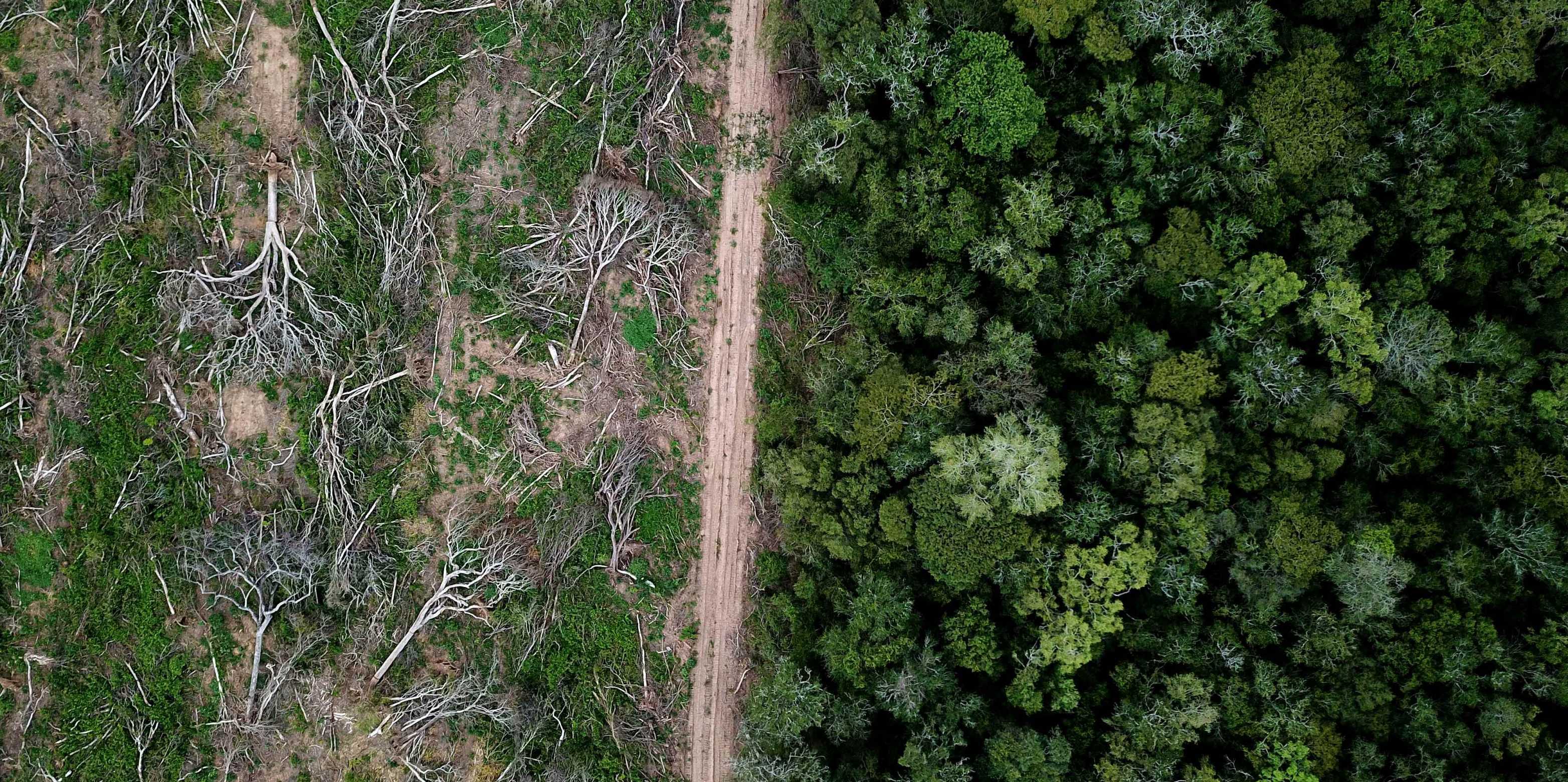 Ein Bild des Amazonas. In der Mitte verläuft ein weg, links wurden die Bäume abgeholzt, rechts nicht.