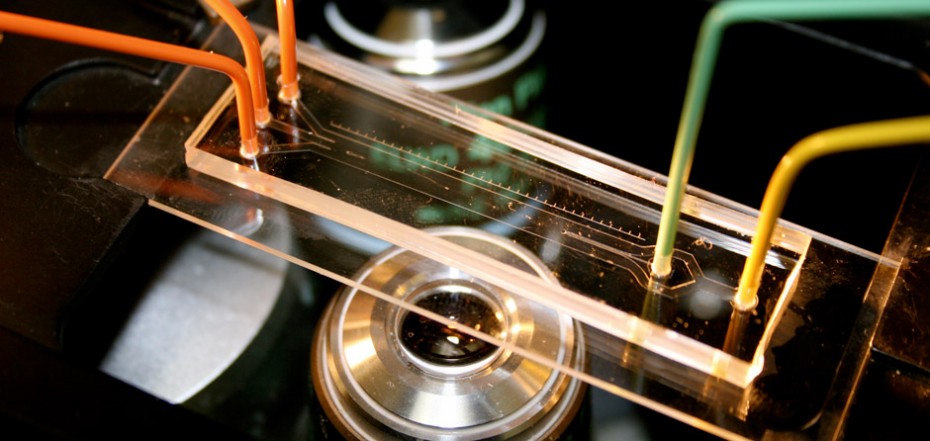 Auf einem Objektiv eines Mikroskop liegt ein einzelner Mikrofluidik-Kanal in einer transparenten Kunststoffplatte.