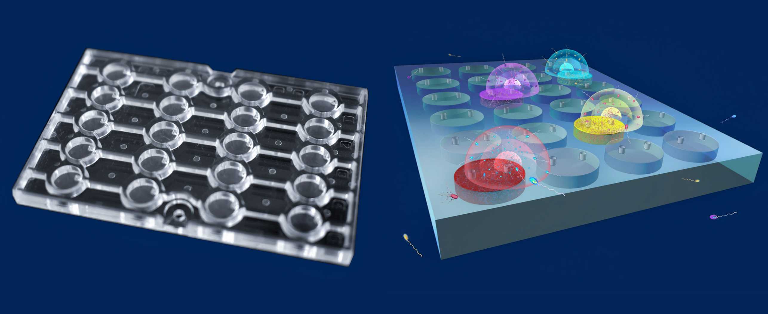Links: ein Mikrofluidik-Chip. Rechts: Verwendung des Mikrofluidik-Chip, um zu testen, wie und ob Mikroben auf bestimmte Substanzen reagieren.