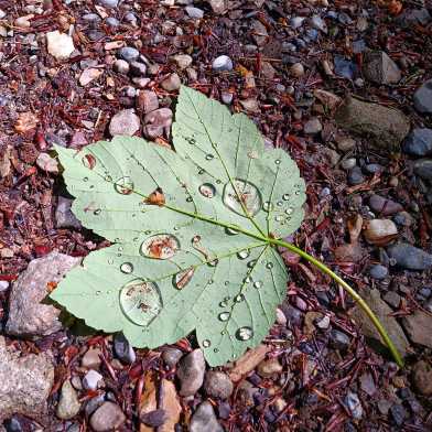 Blatt eines Baumes, auf dem Waldboden liegend, mit Wassertropfen drauf.