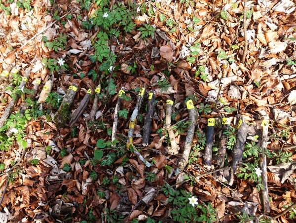Die unterschiedlichen Totholzstücke mit ihren jeweiligen Markierungen auf dem Waldboden aufgereiht.