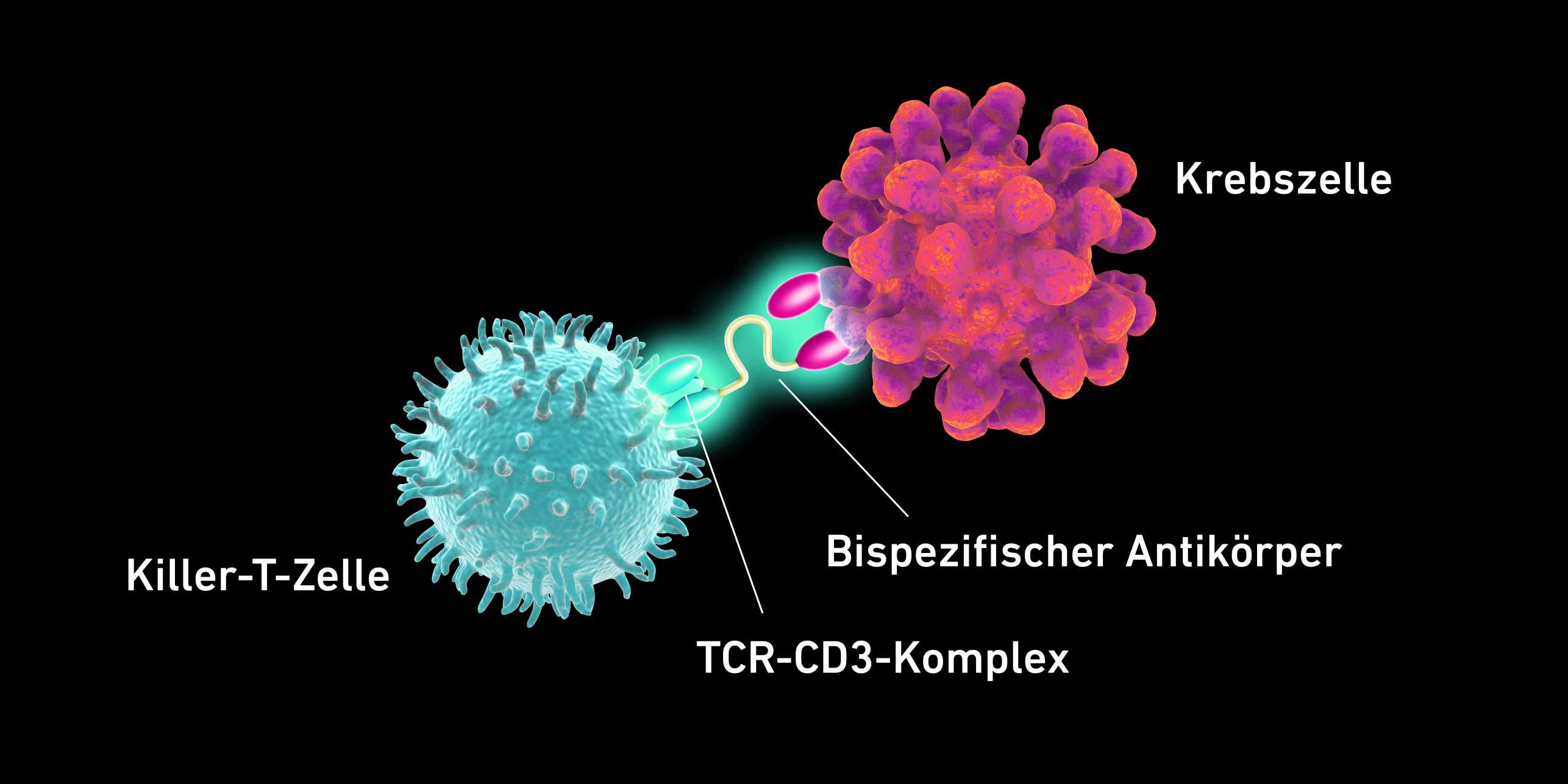 Vergrösserte Ansicht: Grafik, die den Zusammenhang zwischen der Killer-T-Zelle und der Krebszelle zeigt