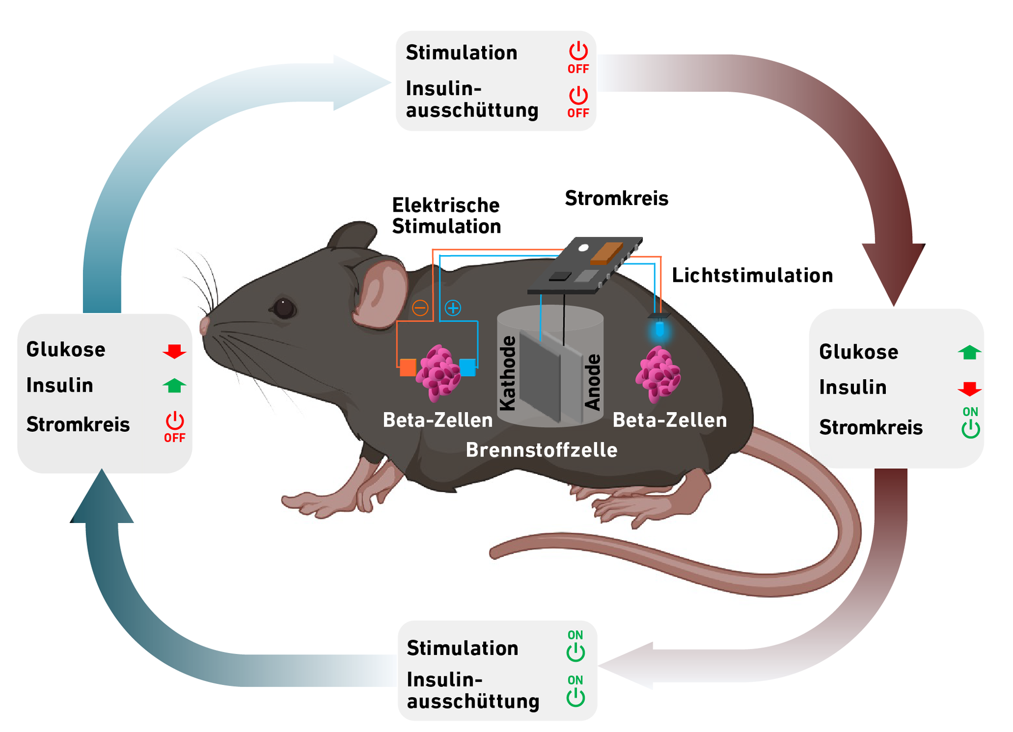 Vergrösserte Ansicht: Schema. Brennstoffzelle in einer Maus, Betazellen, Stromkreis und zyklischer Ablauf Energiegewinnung und Insulinsenkung dargestellt.