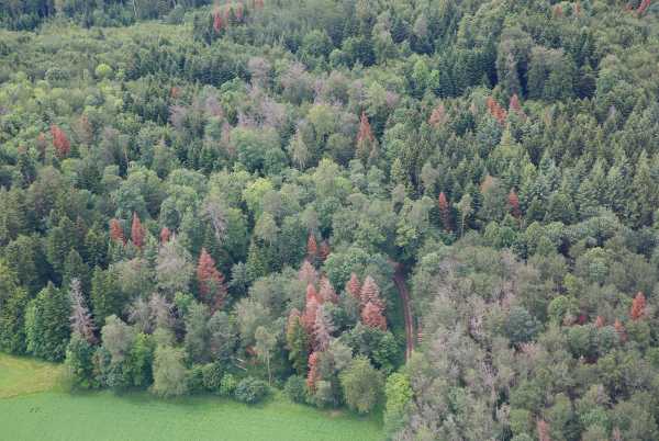 Wald in Courchavon 2019 mit vereinzelt braunen Bäumen