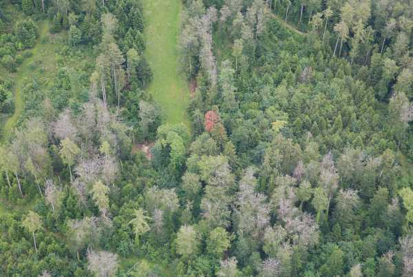 Wald in Porrentury 2019, karge und braune Bäume im Wald erkennbar.