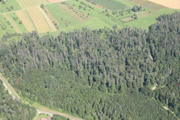 Wald in Coeuve 2021, karge braune Bäume im Wald erkennbar