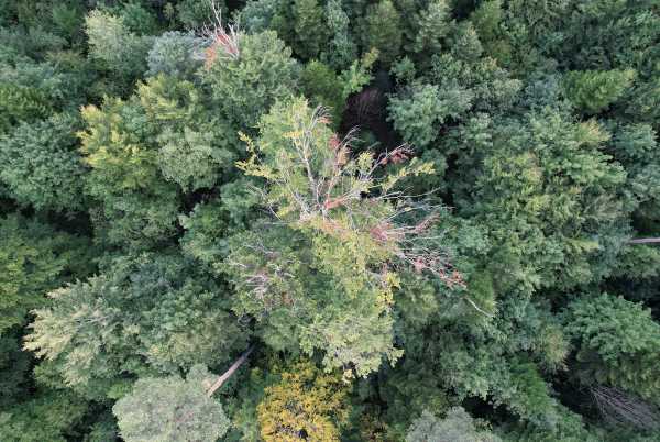 Wald in Delemont 2022 aus der Vogelperspektive, braune Baumkrone