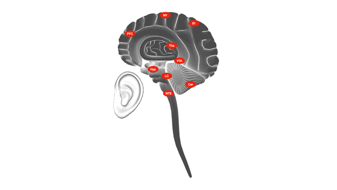 GIF welches den Ablauf des neuronalen Signas im Gehirn zeigt.