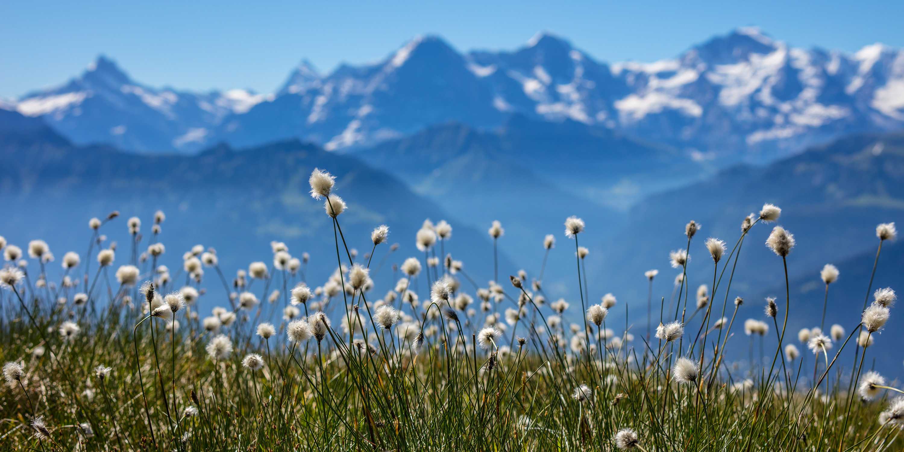 Wiese mit Blumen, im Hintergrund Aussicht auf ein Bergkettenpanorma.