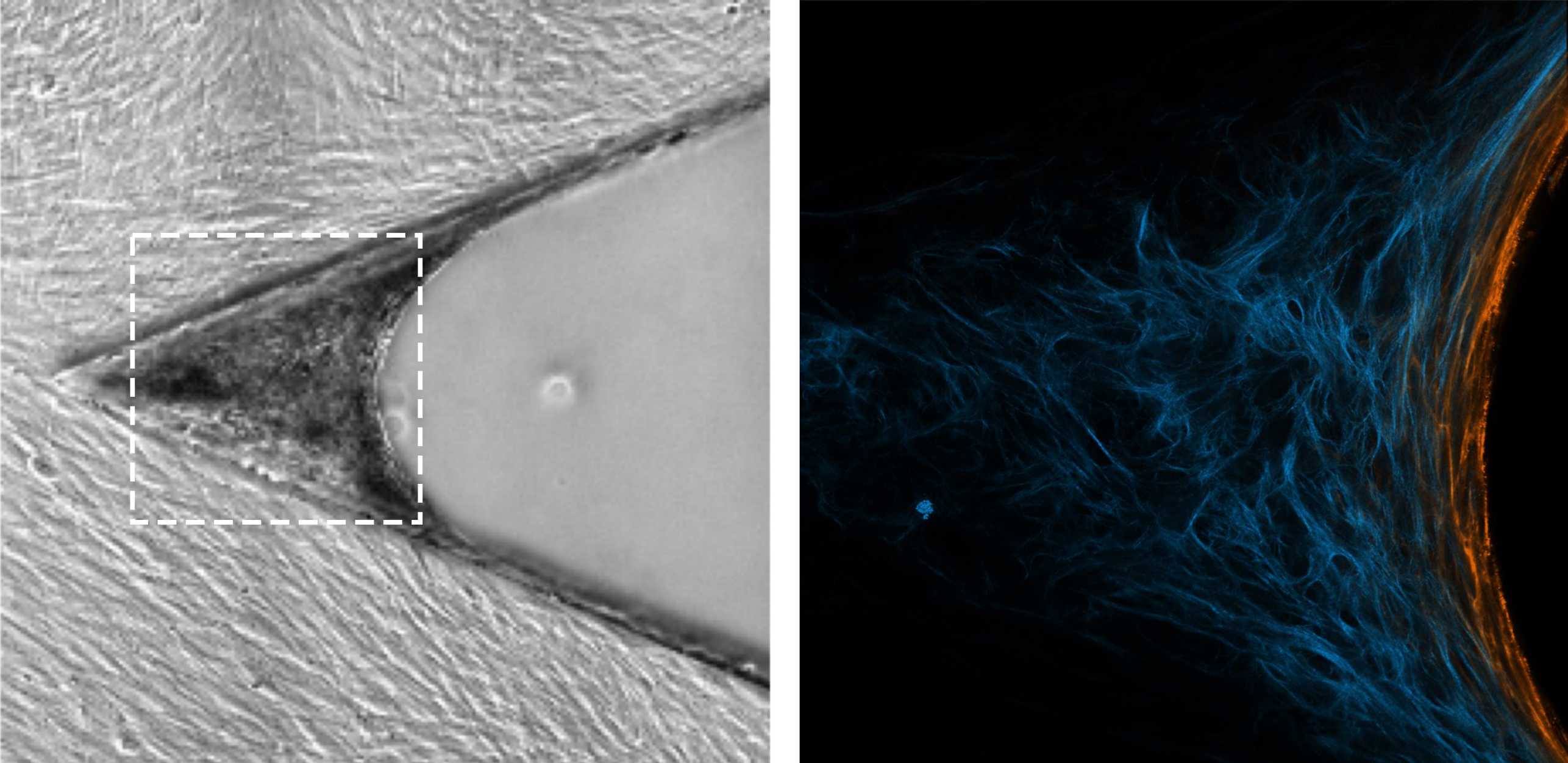 Aufnahmen, vom Wachstum der Zellen, angepasst an ihre Umgegbung