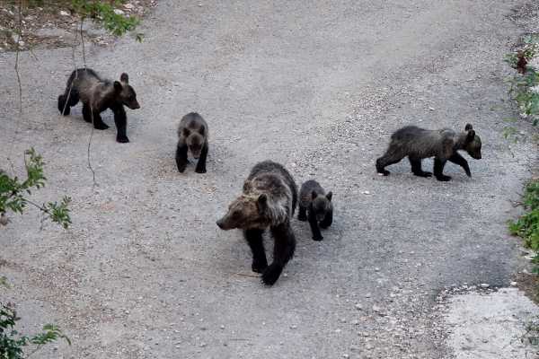 Ein erwachsender Bär und vier kleinere Bären am laufen