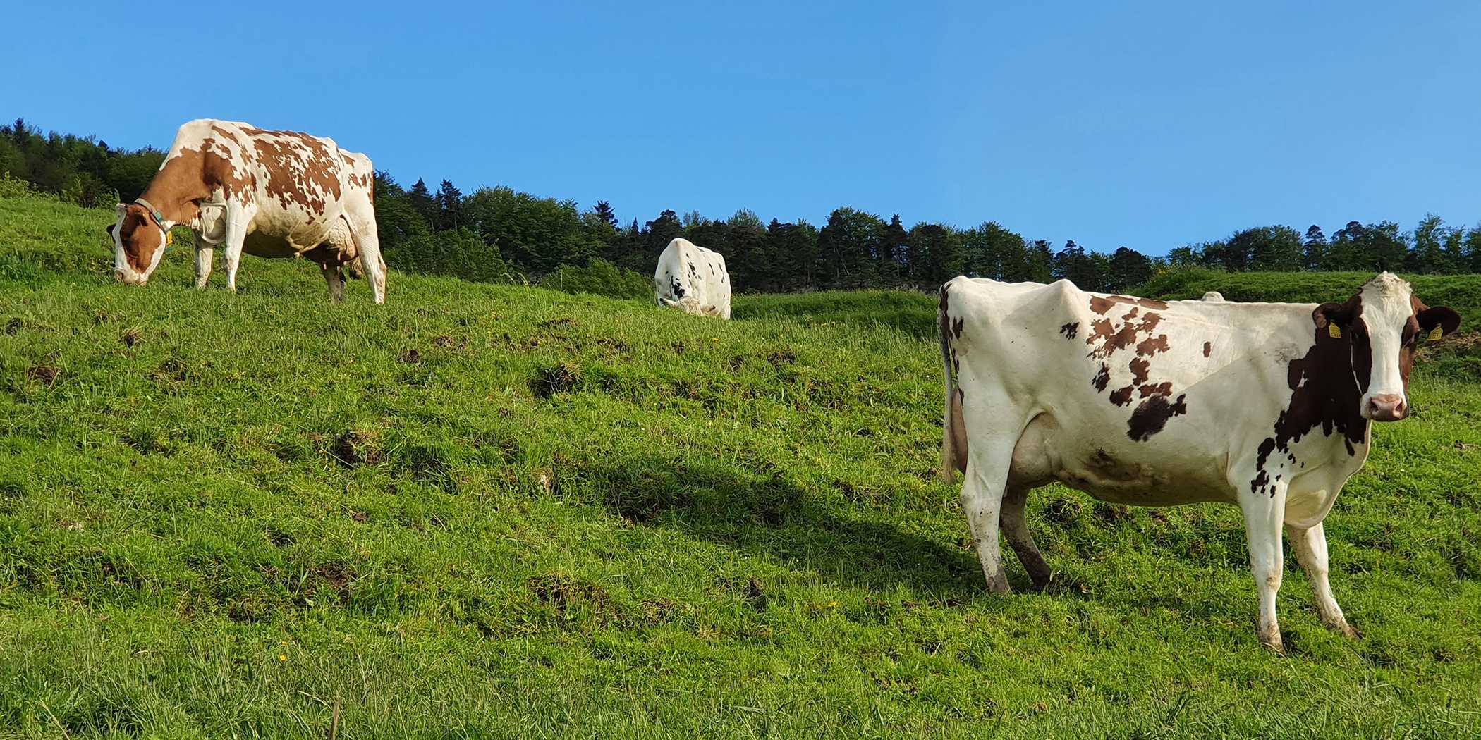 Drei Kühe auf einer Weide, im Hintergrund ein Streifen Wald und blauer Himmel