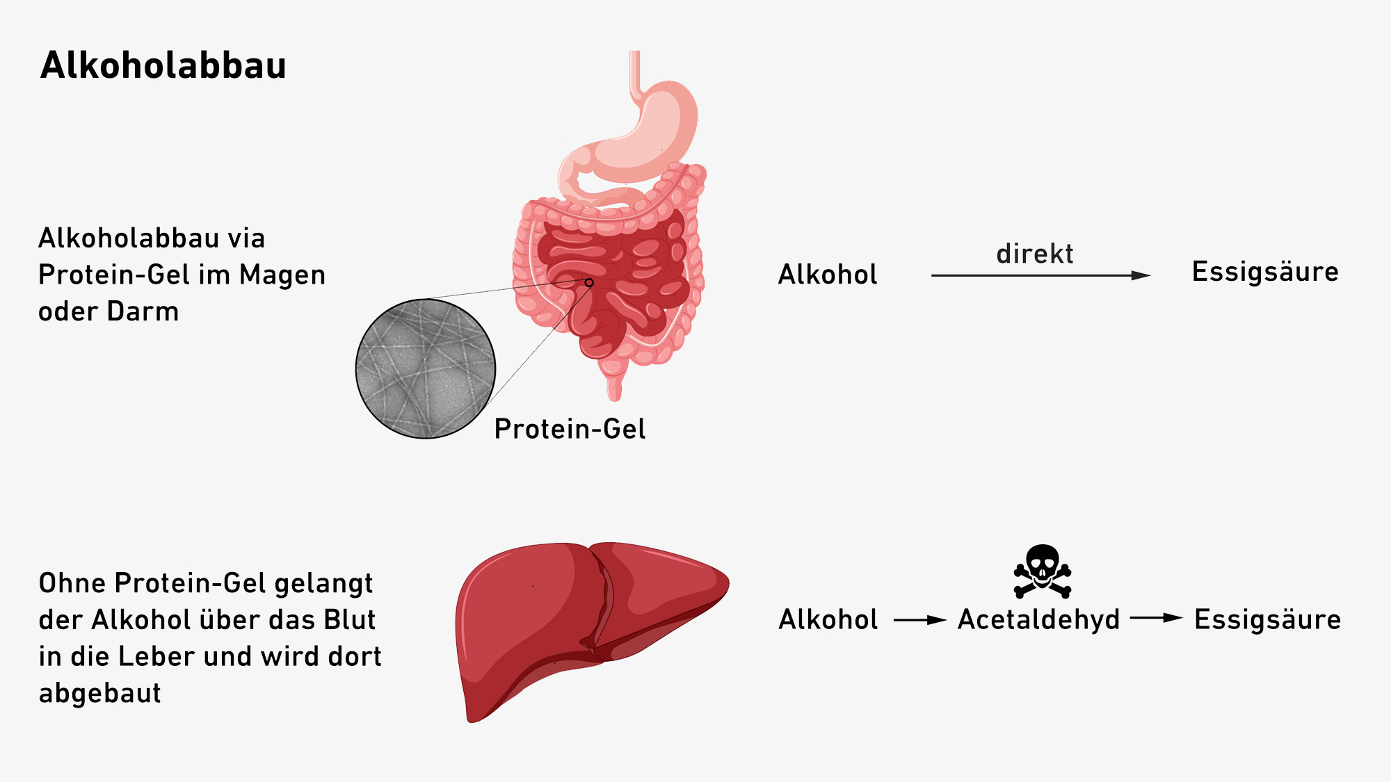 Vergrösserte Ansicht: Die Darstellung zeit wie der Alkohol via das Protein-Gel im Magen oder Darm abgebaut wird. Ohne das Protein-Gel gelangt der Alkohol über das Blut in die Leber und wird dort abgebaut.