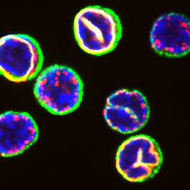 Frisch isolierte T-Zellen aus dem Blut