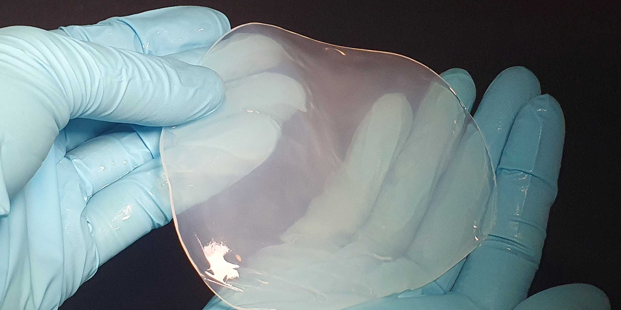 Jemand hält mit blauen Handschuhen die im Nasszustand durchsichtige bakterielle Zellulose.