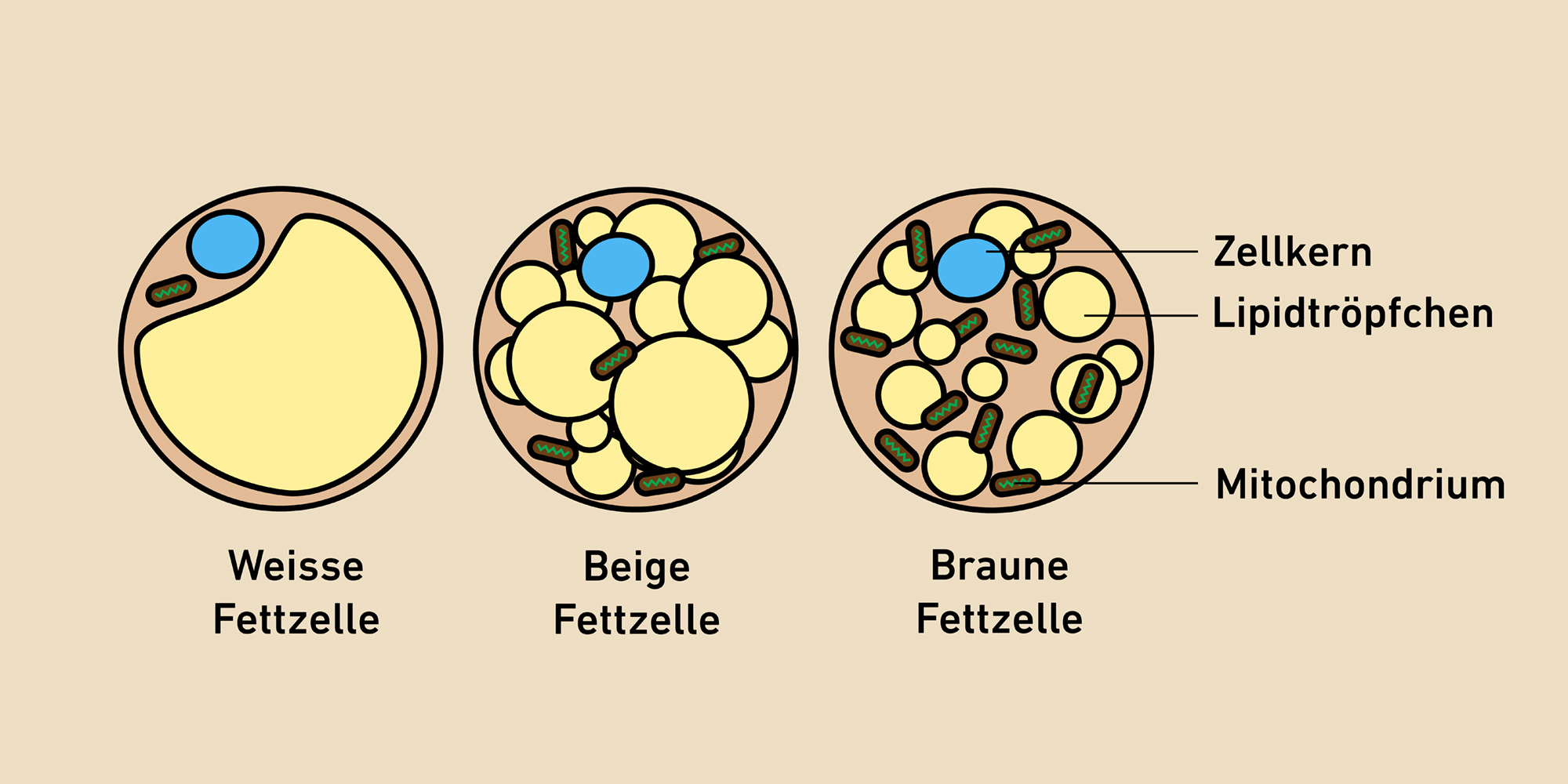 Weisse, beige und braune Fettzelle