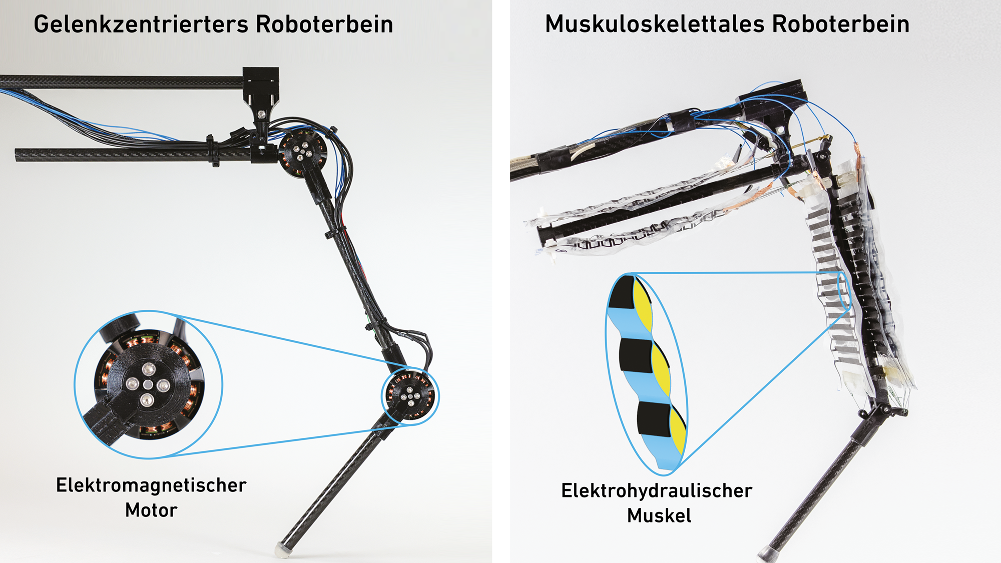 Vergrösserte Ansicht: Roboterbeine im Vergleich: Gelenkzentriertes Roboterbein links und muskuloskelettales Roboterbein links