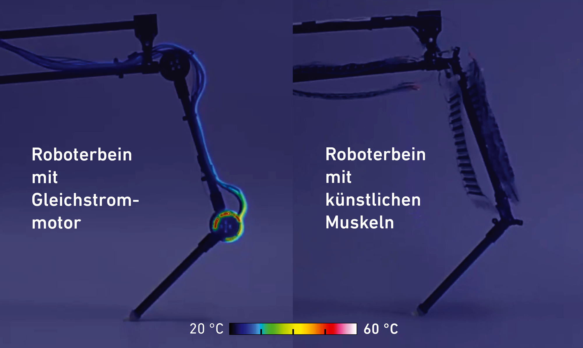 Infrarotbild der beiden Roboterbeine. Beim Roboterbein mit Gleichstrommotor entsteht Wärme und das Gelenk ist rot, gelb, grün eingefärbt.