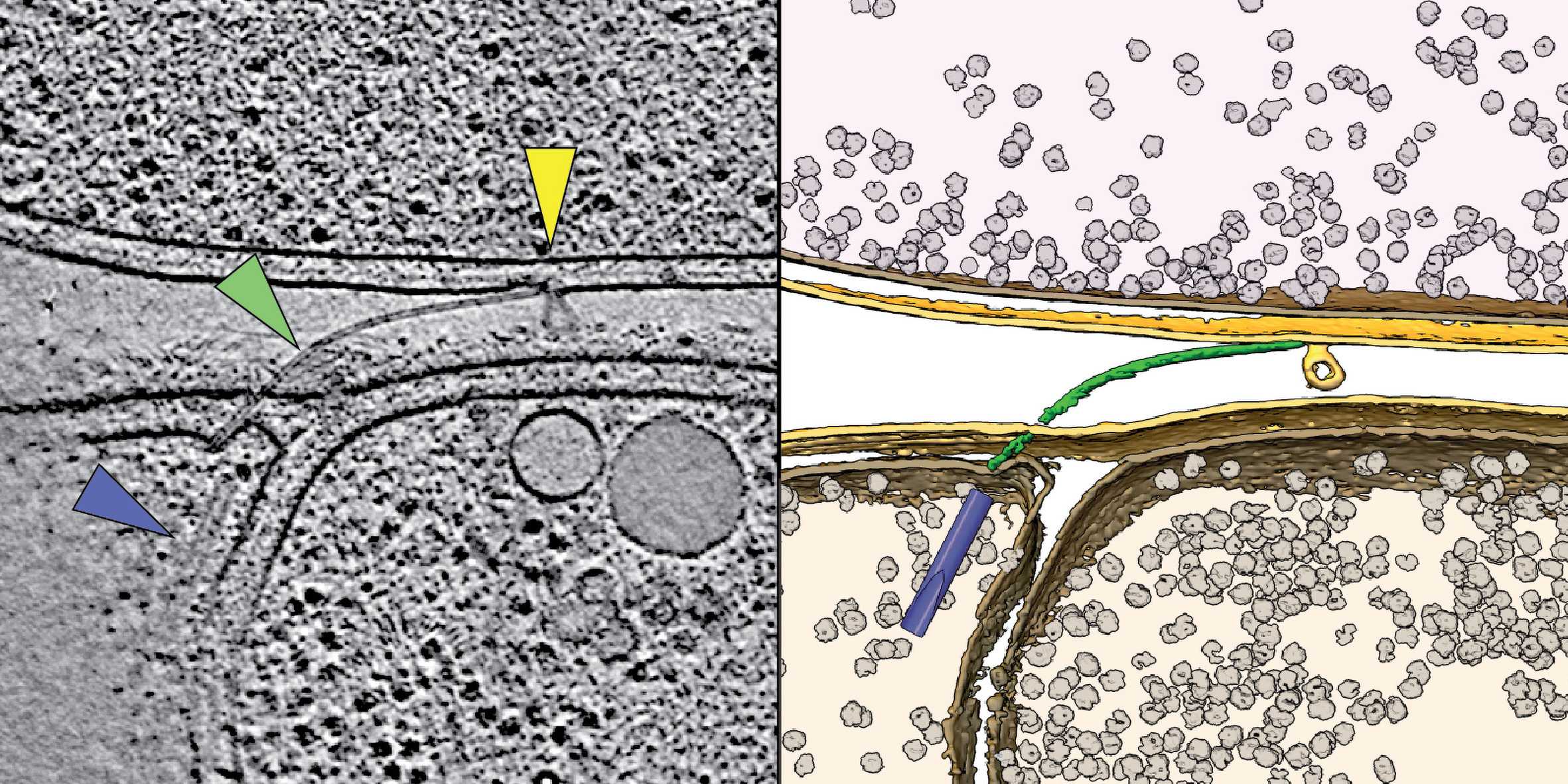 Kryo-Elektronentomogramm links und 3D-Visualisierung rechts der Bordkanone, die das Bakterium Aureispira für die Jagd einsetzt