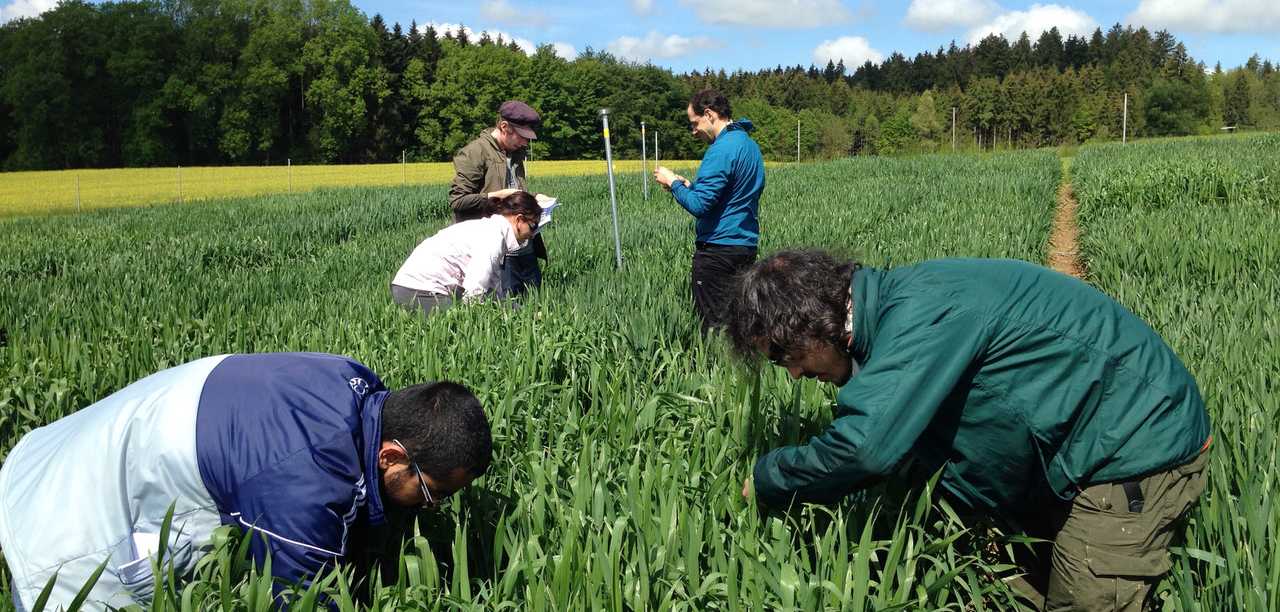 Versuchsfeld in Eschikon – Wissenschaftler sammeln Weizenblätter, die von Septoria-Blattdürre (STB) befallen sind.