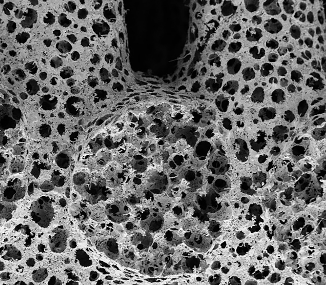 Mikroskopaufnahme eines ultraporösen Metallschwammes