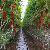 Cherry Tomatenpflanzen in einem Gewächshaus