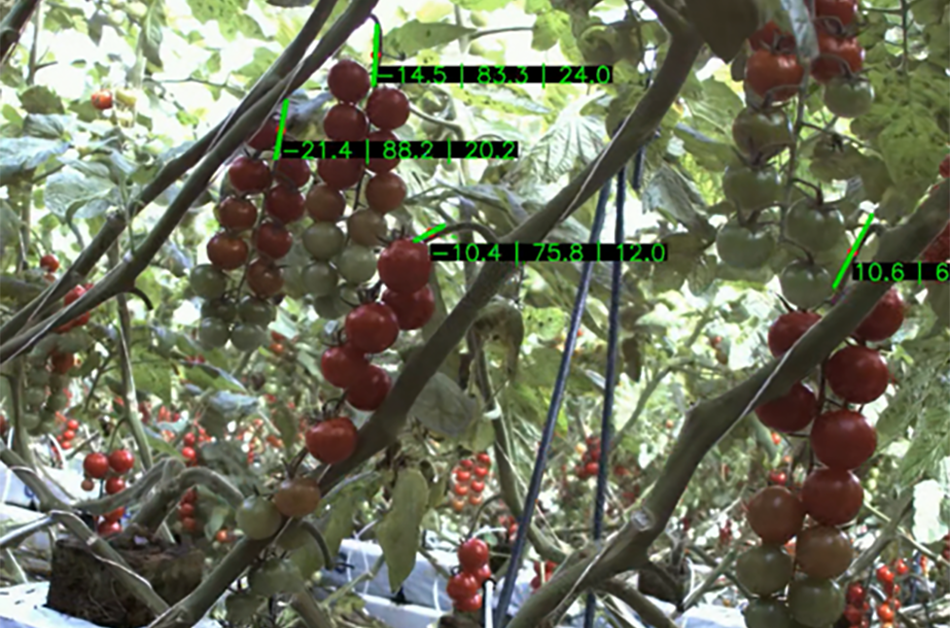 Bild einer Tomatenpflanze mit gekennzeichneten Tomatenrispen