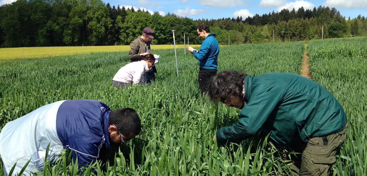 Test site in Eschikon, scientists collecting wheat leaves that are infected with septoria tritici blotch