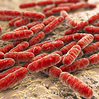 Healing intestinal diseases with a bacterial mix