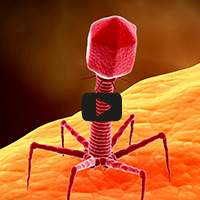 picture of a phage attaching itself to the bacteria