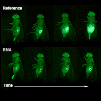 cancer cells in flies - untreated and RNA treated