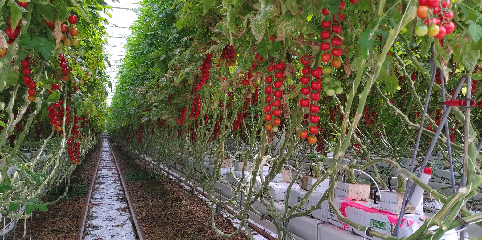 Cherry tomato plants in a greenhouse