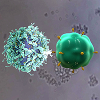 T-cell docking to cancer cell