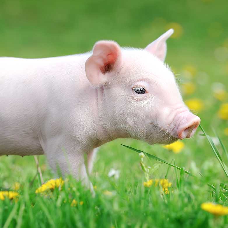 Pig in a field of flowers