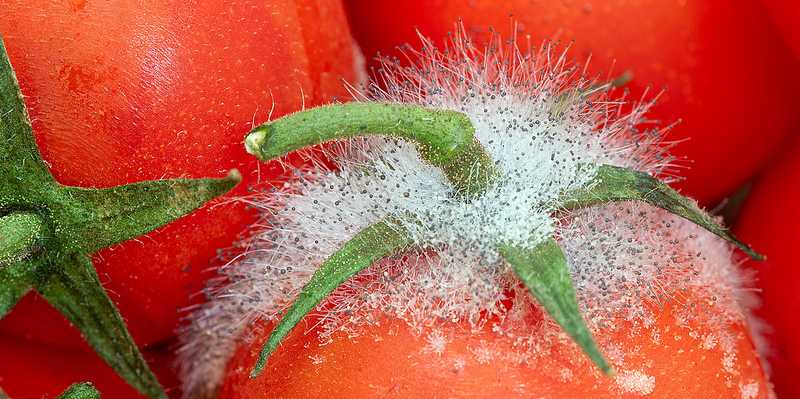 Enlarged view: Tomatoes under fungal attack