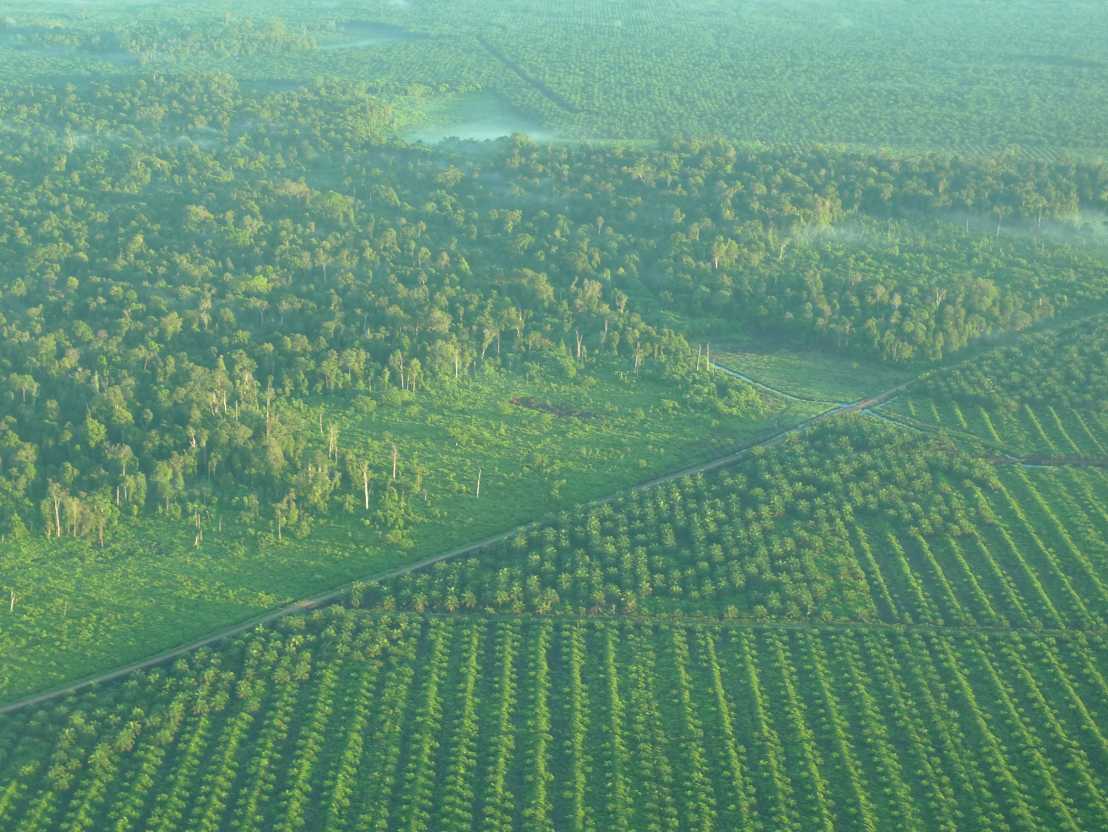 Enlarged view: oil palm plantation