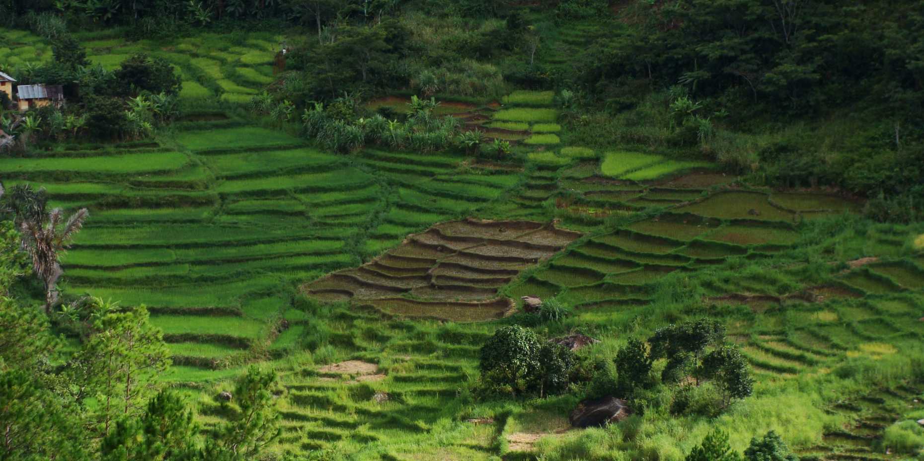 Enlarged view: small-scale rice farming in Madagascar