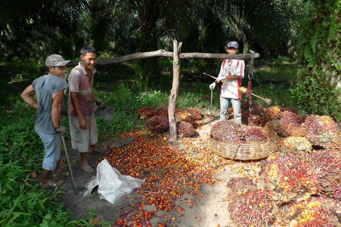 Enlarged view: palm oil family farming in Sumatra, Indonesia