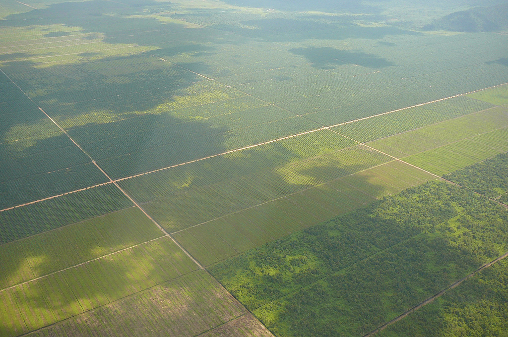 Enlarged view: Palm oil plantation in Borneo