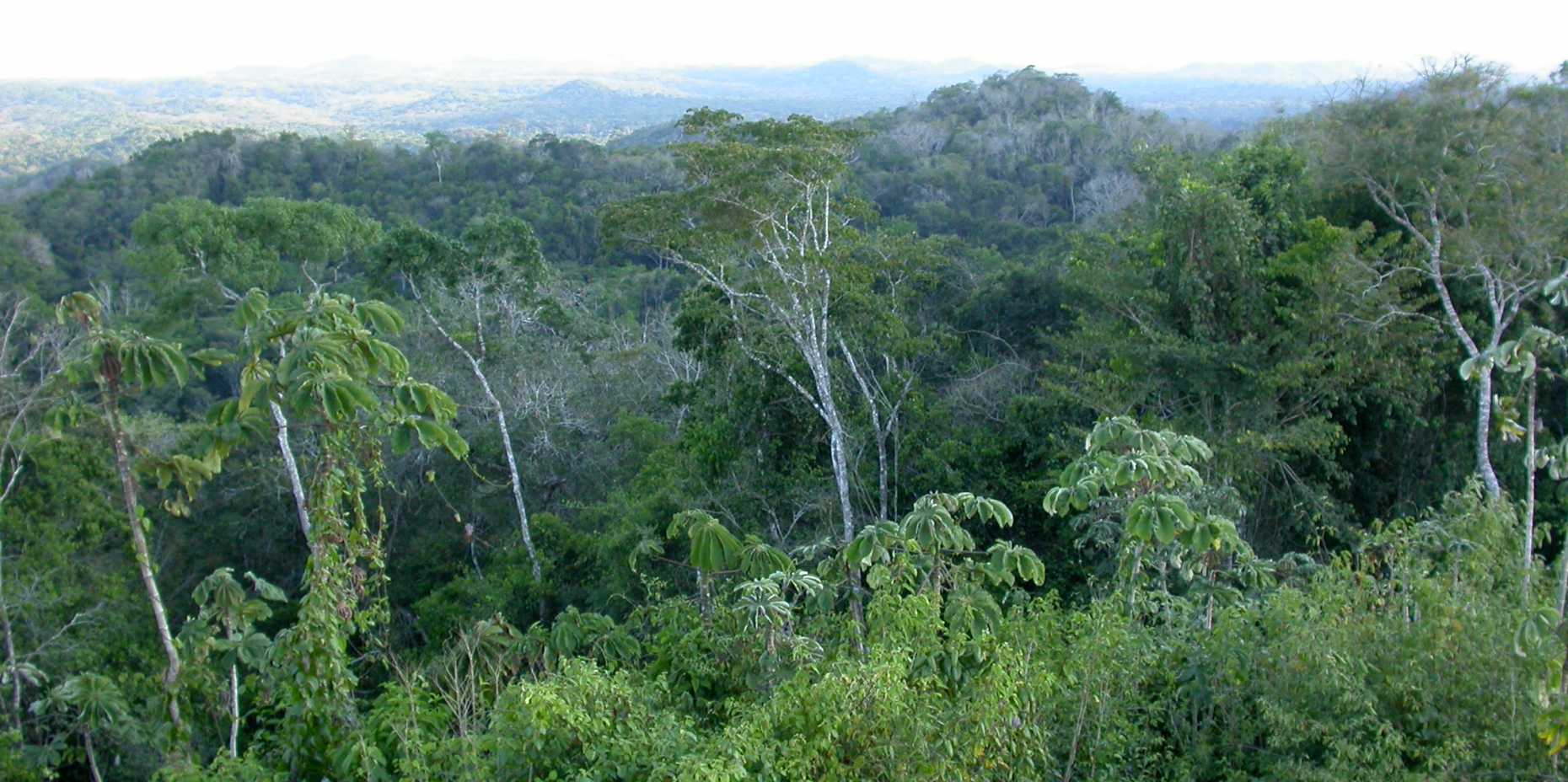 rainforest ecology eth