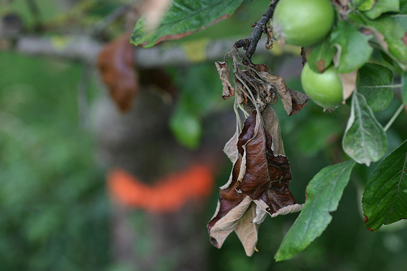 Enlarged view: This mature apple tree shows the typical symptoms of fire-blight, such as dark brown shriveled leaves. 