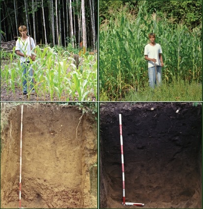 Enlarged view: soil with and without biochar and different crop yields