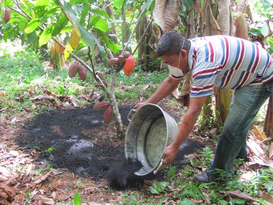 Enlarged view: Applying biochar in a cacao grove