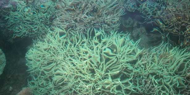 Enlarged view: Korallenbleiche 
