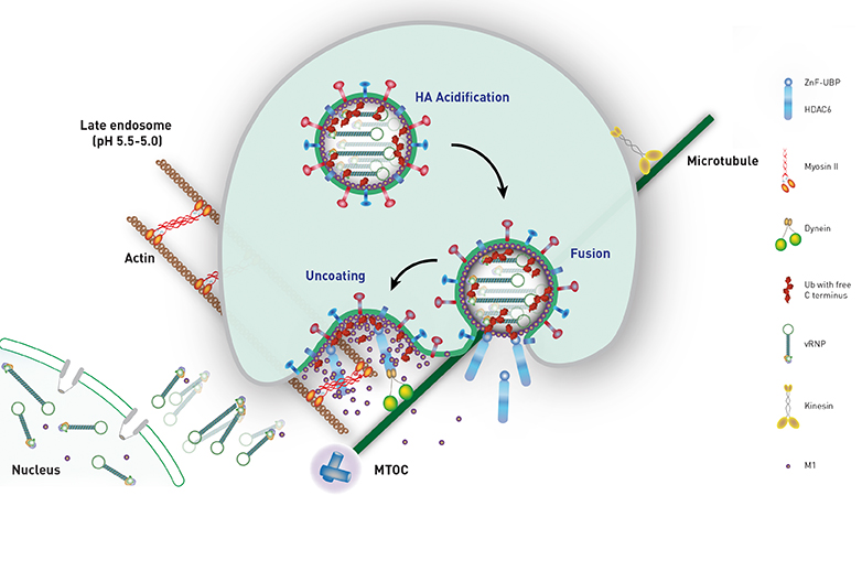 Enlarged view: The flu virus gets close to the cell nucleus inside a bubble, opens its capsid (violet ball) using the cell’s waste pickup and disposal system, and then smuggles its genes into the cell nucleus (bottom left). (Image: from Banerjee et al., 2014)